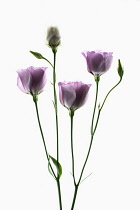 Lisianthus, Eustoma russellianum Piccolo Rose. Studio shot of multiple flower heads arranged and photographed on a lightbox.