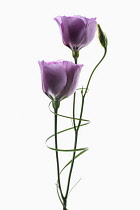 Lisianthus, Eustoma russellianum Piccolo Rose. Studio shot of two flowers and bud arranged with a spiral of Bear Grass around stems.