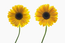 Gerbera cultivar. Two individual flower stems arranged and photographed on lightbox.