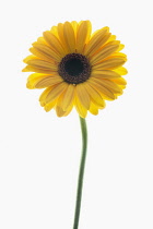 Gerbera cultivar. Studio shot of single flower stem arranged and photographed on lightbox.