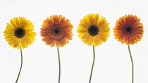 Gerbera cultivar. Four individual flower stems in shades of yellow and orange arranged in a row and photographed on a lightbox.