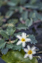 Water Snowflake, two white flowers with yellow centres and feathery edges to the petals. Leaves of Giant Water Sensitive Plant, Aeschynomene fluitans behind.