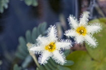 Water Snowflake, two white flowers with yellow centres and feathery edges to the petals. Leaves of Giant Water Sensitive Plant, Aeschynomene fluitans part seen behind.