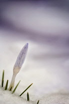 Crocus cultivar, tightly furled flower and pointed leaves emerging from snow.