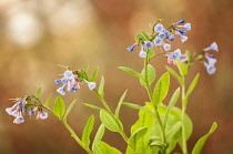 Virginia Bluebell, Mertensia virginica with branched stems of clustered, funnel-shaped blue and violet coloured flowers.