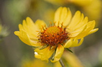 Blanket flower, Gaillardia pulchella. Close view of single, daisy-like flower head with reddish brown centre scattered with pollen.