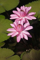 Water lily, Nymphaea cultivar. Two pink flowers raised on stems above water surface and lily pads.