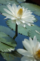 Water lily, Nymphaea cultivar. White flower with yellow centre raised on stem above water and lily pads with another, part seen in immediate foreground.