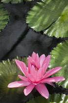 Water lily, Nymphaea cultivar. Single pink flower and lily pads on water in sunshine.