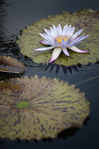 Water lily, Nymphaea cultivar. Single white flower with pink tipped petals and yellow centre.