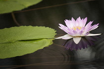 Water lily, Nymphaea cultivar. Single pink flower and lily pad reflected in water surface.