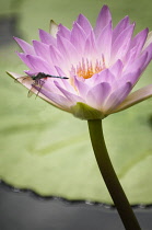 Water lily, Nymphaea cultivar. Single pink flower and dragonfly.