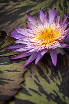 Water lily, Nymphaea Foxfire. Large, single flower with purple petals and orange centre and mottled bronze and green leaves.