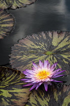 Water lily, Nymphaea Foxfire. Large, single flower with purple petals and orange centre and mottled bronze and green leaves.