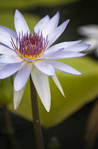 Water lily, Nymphaea Lone Star. Single flower with white petals and pink and deep yellow centre.