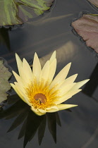 Water lily, Nymphaea St. Louis Gold. Single, yellow flower reflected in dark, still water.