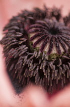 Poppy, Papaver orientale cultvar. Close, cropped view of black centre of Oriental poppy with multiple stamens surrounding seed head.