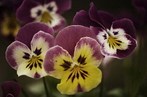 Pansy, Viola x wittrockiana cultivar. Several flowers with petal colours of yellow and cream extending to purple edges and outer petals.