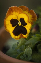 Pansy, Viola x wittrockiana cultivar. Single flower of deep yellow colour edged in reddish brown and with black at centre.