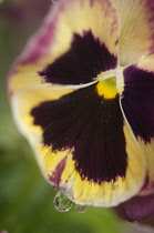 Pansy, Viola x wittrockiana cultivar. Close cropped view of single flower with cream and purple edged petals and black at center with water droplet on lower edge.