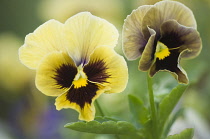Pansy, Viola x wittrockiana cultivar. Two flowers in muted colours of yellow and brown with black and yellow at centre.