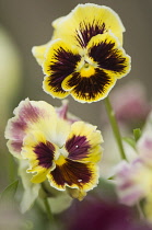 Pansy, Viola x wittrockiana cultivar. Two flowers with areas of dark purple-brown radiating from the centres of yellow petals.