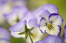 Viola cultivar with delicate cream and pale blue translucent petals and yellow eye at centre. One faced forwards, one turned away.