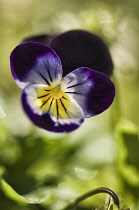 Viola cultivar. Single flower with dark purple petals fading towards yellow centre.