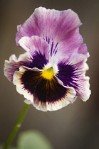 Pansy, Viola x wittrockiana cultivar. Single flower with ruffled petals of muted purple and area of dark purple-brown radiating from yellow eye at centre.