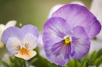 Pansy, Viola x wittrockiana cultivar beside another smaller Viola cultivar with pale, purple-blue upper petals and orange lower petal.