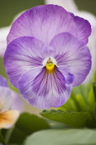 Pansy, Viola x wittrockiana cultivar. Close view of single flower with delicately veined purple petals and yellow eye at centre.