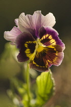 Pansy, Viola x wittrockiana. Single flower with ruffled purple-brown, veined petals extending dark to light from yellow centre.