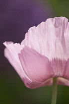 Poppy, Papaver somniferum. Close cropped view of single flower with creased, delicate, pale pink petals.