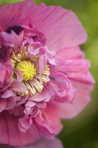 Poppy, Papaver somniferum. Close cropped view of single flower with ruffled, double petals surrounding stamens and central, developing seed head.