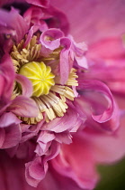 Poppy, Papaver somniferum. Close cropped view of single flower with ruffled, double petals surrounding stamens and central, developing seed head.