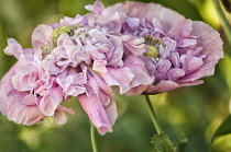 Poppy, Papaver somniferum. Two flower heads with fading, double petals.