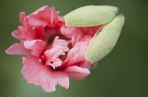 Poppy, Papaver somniferum. Single flower with ruffled petals emerging from protective green sepals scattered with moisture droplets.