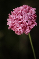 Poppy, Papaver somniferum. Single flower with head of massed, ruffled double petals.