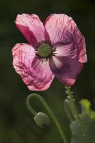 Poppy, Papaver somniferum. Open flower with sunlight shining through petals and bud on hook shaped stem at side.