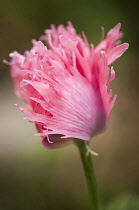 Poppy, Papaver somniferum. Closed, single flower with petals with divided, ragged edges.