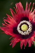 Poppy, Papaver somniferum.  Single, open flower with ragged petals surrounding stamens and central developing seed head.