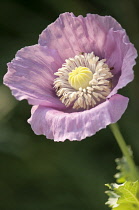 Poppy, Papaver somniferum. Single, open flower with small insects visible amongst stamens encircling the developing seed head at the flower centre.