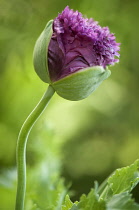 Poppy, Papaver somniferum. Crumpled, ruffled petals of popy emerging from protective green sepals.