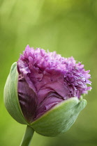 Poppy, Papaver somniferum. Close cropped view of crumpled, ruffled petals of popy emerging from protective green sepals.