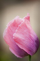 Poppy, Papaver somniferum. Close view of single flower with closed petals.