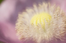 Poppy, Papaver somniferum. Close, cropped view of developing seed head and stamens. Selective focus, soft, muted effect.