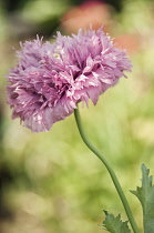 Poppy, Papaver somniferum. Single flower with head of ruffled, double petals.