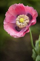 Poppy, Papaver somniferum. Single flower with insects on the stamens surrounding developing seed head.