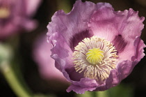 Poppy, Papaver somniferum. Close view of single flower with pink petals with ruffled edges surrounding stamens and developing seed head.