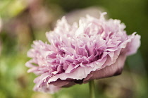 Poppy, Papaver somniferum. Ruffled pink flower head of single bloom.